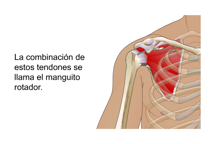 La combinacin de estos tendones se llama el manguito rotador.
