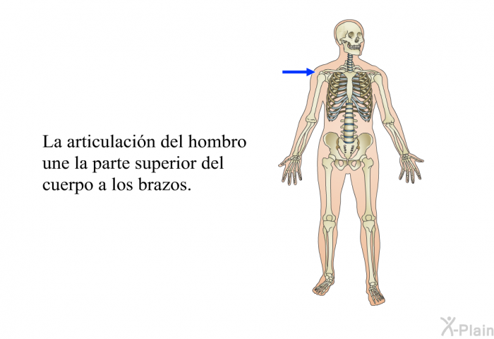 La articulacin del hombro une la parte superior del cuerpo a los brazos.