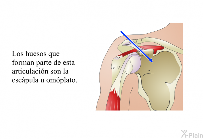 Los huesos que forman parte de esta articulacin son la <I>escpula u omplato.</I>