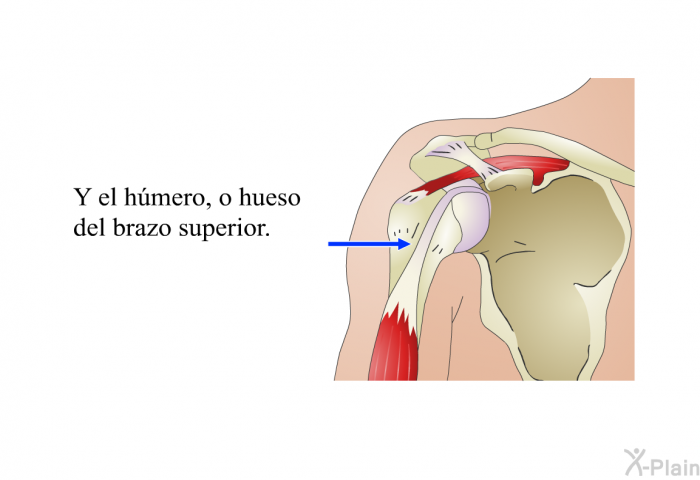 Y el <I>hmero</I>, o hueso del brazo superior.