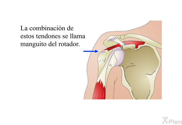 La combinacin de estos tendones se llama manguito del rotador.