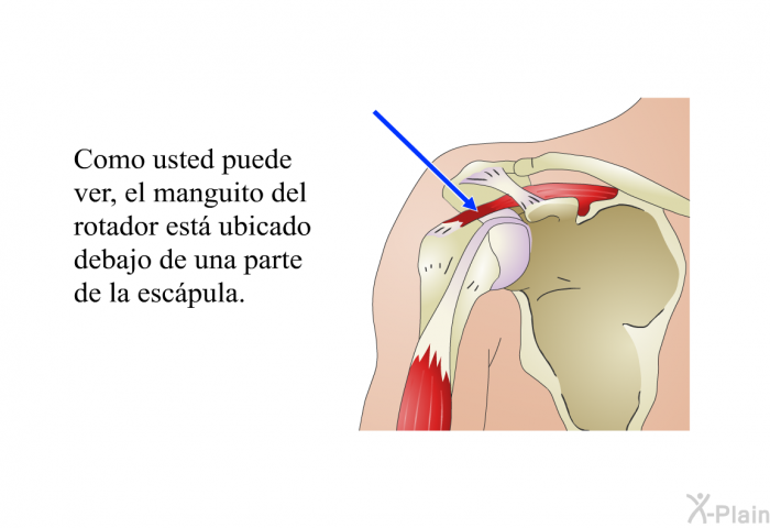 Como usted puede ver, el manguito del rotador est ubicado debajo de una parte de la escpula.