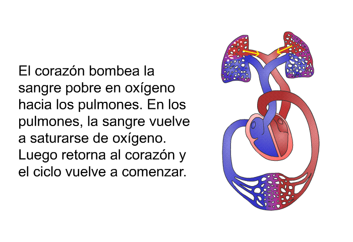 El corazn bombea la sangre pobre en oxgeno hacia los pulmones. En los pulmones, la sangre vuelve a saturarse de oxgeno. Luego retorna al corazn y el ciclo vuelve a comenzar.