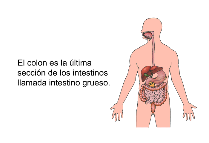 El colon es la ltima seccin de los intestinos llamada intestino grueso.