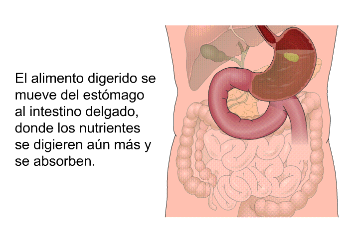 El alimento digerido se mueve del estmago al intestino delgado, donde los nutrientes se digieren an ms y se absorben.