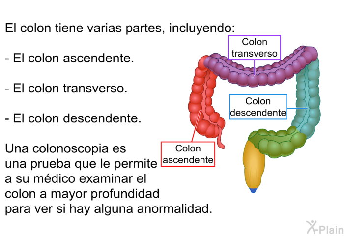 El colon tiene varias partes, incluyendo:  El colon ascendente. El colon transverso. El colon descendente.  
 Una colonoscopia es una prueba que le permite a su m�dico examinar el colon a mayor profundidad para ver si hay alguna anormalidad.