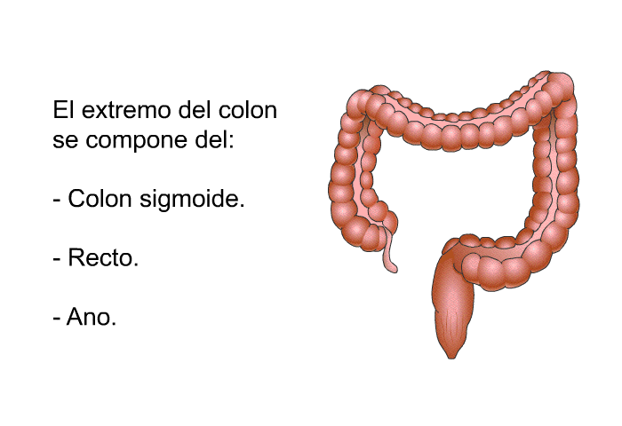 El extremo del colon se compone del:  Colon sigmoide. Recto. Ano.
