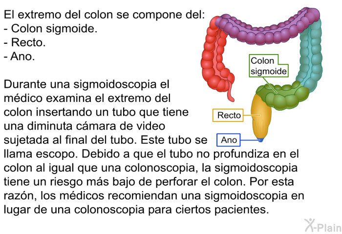 El extremo del colon se compone del:  Colon sigmoide. Recto. Ano.  
 Durante una sigmoidoscopia el m�dico examina el extremo del colon insertando un tubo que tiene una diminuta c�mara de video sujetada al final del tubo. Este tubo se llama escopo. Debido a que el tubo no profundiza en el colon al igual que una colonoscopia, la sigmoidoscopia tiene un riesgo m�s bajo de perforar el colon. Por esta raz�n, los m�dicos recomiendan una sigmoidoscopia en lugar de una colonoscopia para ciertos pacientes.
