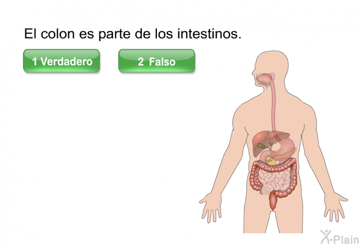 El colon es parte de los intestinos.
