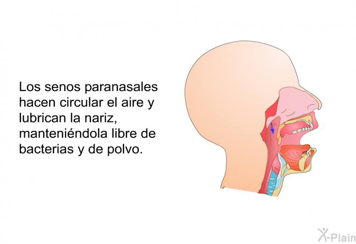 Los senos paranasales hacen circular el aire y lubrican la nariz, mantenindola libre de bacterias y de polvo.