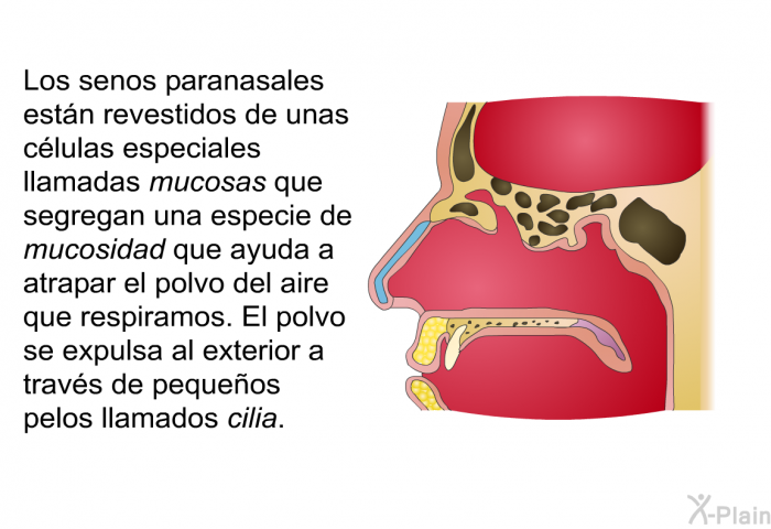 Los senos paranasales estn revestidos de unas clulas especiales llamadas <I>mucosas</I> que segregan una especie de <I>mucosidad</I> que ayuda a atrapar el polvo del aire que respiramos. El polvo se expulsa al exterior a travs de pequeos pelos llamados <I>cilia</I>.