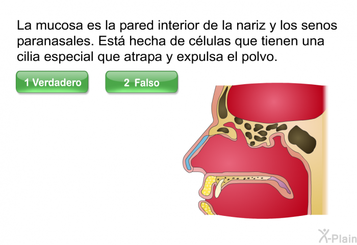 La mucosa es la pared interior de la nariz y los senos paranasales. Est hecha de clulas que tienen una cilia especial que atrapa y expulsa el polvo.