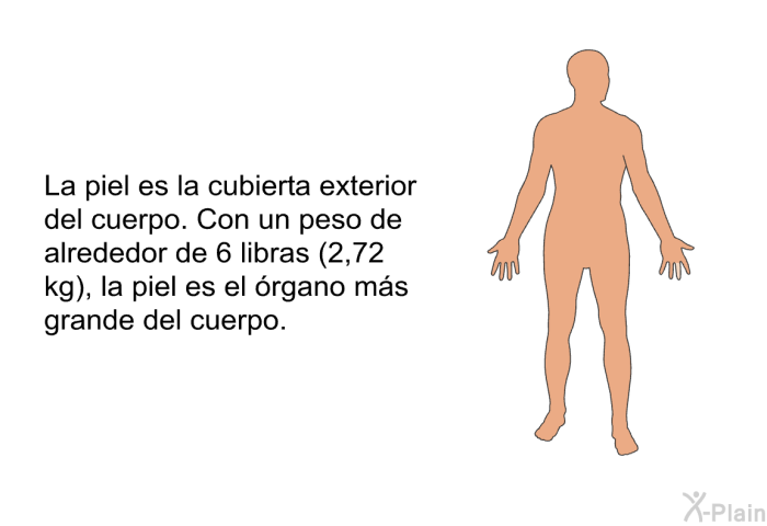 La piel es la cubierta exterior del cuerpo. Con un peso de alrededor de 6 libras (2,72 kg), la piel es el rgano ms grande del cuerpo.