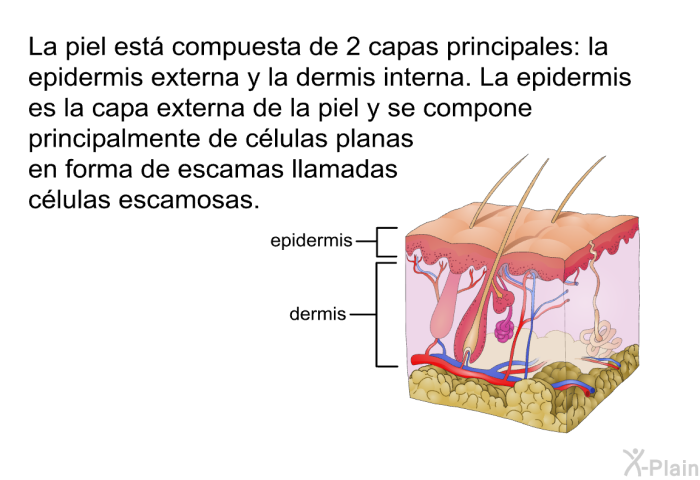 La piel est compuesta de 2 capas principales: la epidermis externa y la dermis interna. La epidermis es la capa externa de la piel y se compone principalmente de clulas planas en forma de escamas llamadas clulas escamosas.