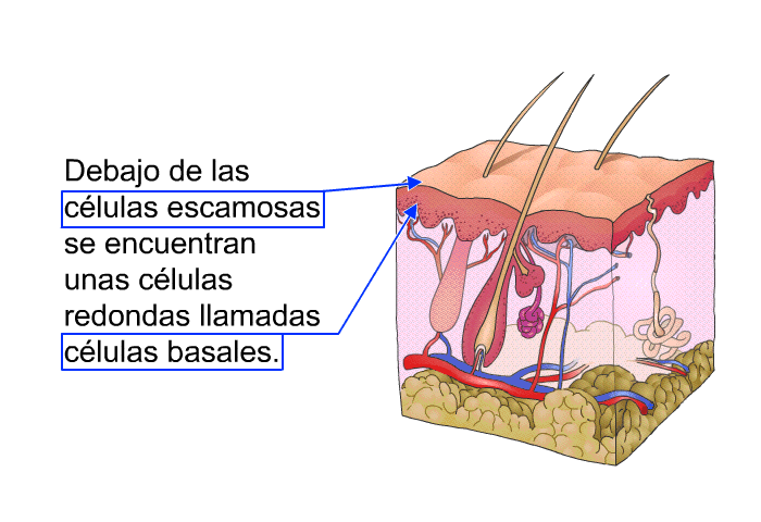 Debajo de las clulas escamosas se encuentran unas clulas redondas llamadas clulas basales.