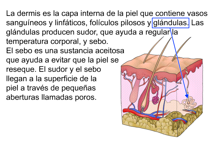 La dermis es la capa interna de la piel que contiene vasos sanguneos y linfticos, folculos pilosos y glndulas. Las glndulas producen sudor, que ayuda a regular la temperatura corporal, y <I>sebo</I>. El sebo es una sustancia aceitosa que ayuda a evitar que la piel se reseque. El sudor y el sebo llegan a la superficie de la piel a travs de pequeas aberturas llamadas <I>poros</I>.