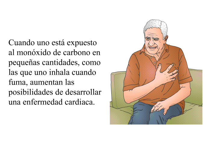 Cuando uno est expuesto al monxido de carbono en pequeas cantidades, como las que uno inhala cuando fuma, aumentan las posibilidades de desarrollar una enfermedad cardiaca.