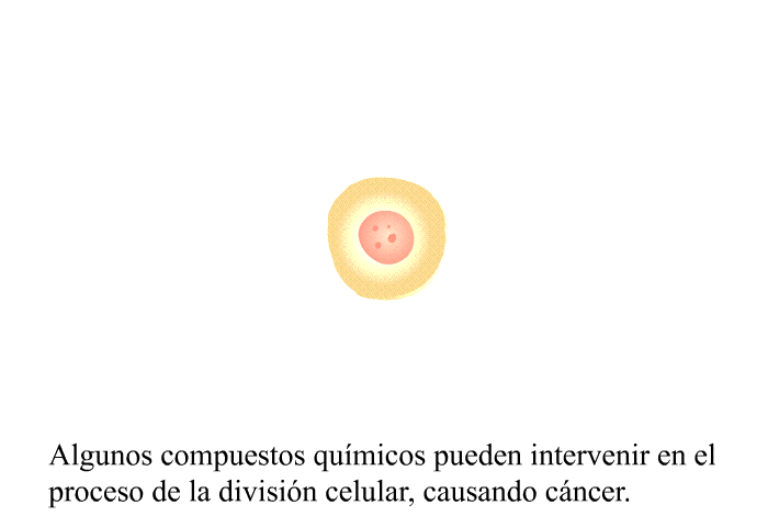 Algunos compuestos qumicos pueden intervenir en el proceso de la divisin celular, causando cncer.