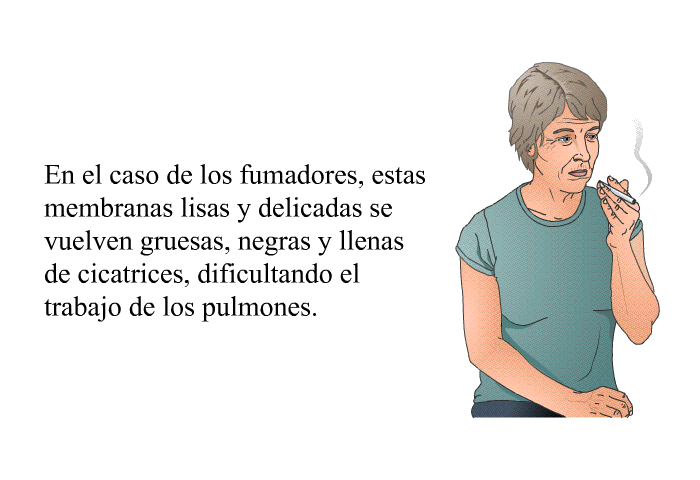 En el caso de los fumadores, estas membranas lisas y delicadas se vuelven gruesas, negras y llenas de cicatrices, dificultando el trabajo de los pulmones.
