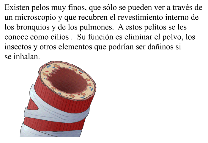 Existen pelos muy finos, que s�lo se pueden ver a trav�s de un microscopio y que recubren el revestimiento interno de los bronquios y de los pulmones. A estos pelitos se les conoce como <I>cilios </I>. Su funci�n es eliminar el polvo, los insectos y otros elementos que podr�an ser da�inos si se inhalan.
