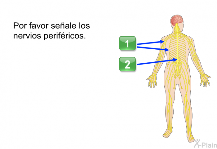 Por favor seale los nervios perifricos.