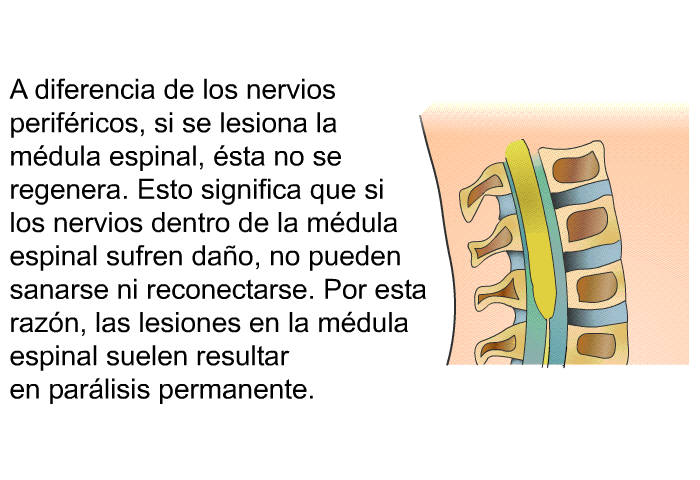 A diferencia de los nervios perifricos, si se lesiona la mdula espinal, sta no se regenera. Esto significa que si los nervios dentro de la mdula espinal sufren dao, no pueden sanarse ni reconectarse. Por esta razn, las lesiones en la mdula espinal suelen resultar en parlisis permanente.