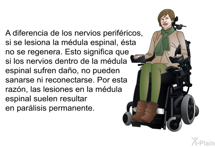 A diferencia de los nervios perif�ricos, si se lesiona la m�dula espinal, �sta no se regenera. Esto significa que si los nervios dentro de la m�dula espinal sufren da�o, no pueden sanarse ni reconectarse. Por esta raz�n, las lesiones en la m�dula espinal suelen resultar en par�lisis permanente.