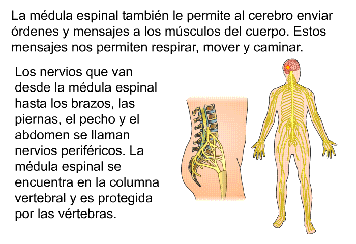 La mdula espinal tambin le permite al cerebro enviar rdenes y mensajes a los msculos del cuerpo. Estos mensajes nos permiten respirar, mover y caminar. Los nervios que van desde la mdula espinal hasta los brazos, las piernas, el pecho y el abdomen se llaman nervios perifricos. La mdula espinal se encuentra en la columna vertebral y es protegida por las vrtebras.