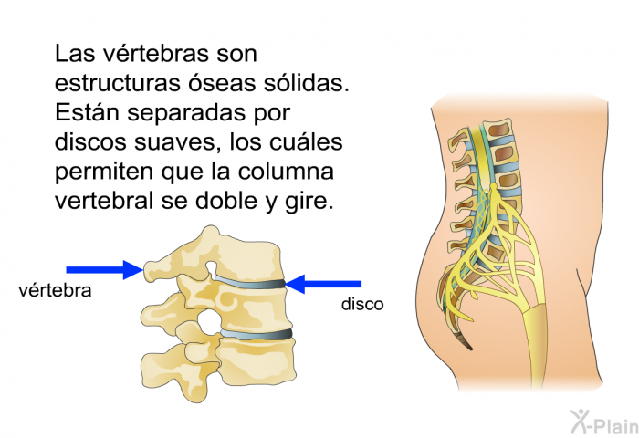 Las vrtebras son estructuras seas slidas. Estn separadas por discos suaves, los cules permiten que la columna vertebral se doble y gire.