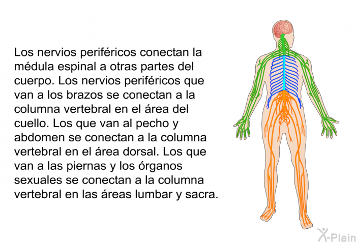 Los nervios perifricos conectan la mdula espinal a otras partes del cuerpo. Los nervios perifricos que van a los brazos se conectan a la columna vertebral en el rea del cuello. Los que van al pecho y abdomen se conectan a la columna vertebral en el rea dorsal. Los que van a las piernas y los rganos sexuales se conectan a la columna vertebral en las reas lumbar y sacra.