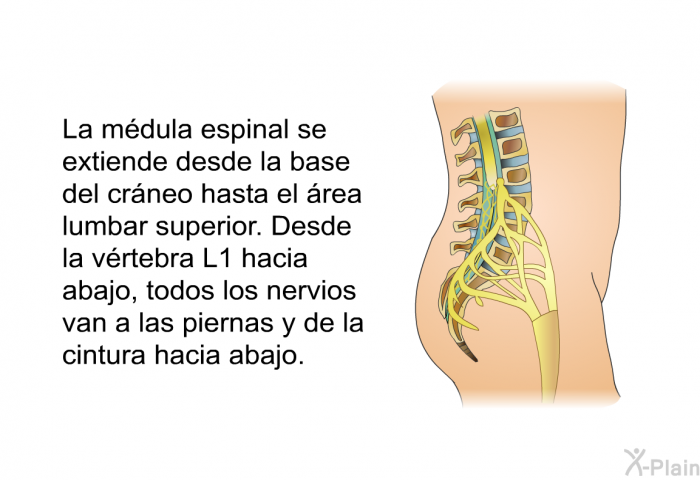 La mdula espinal se extiende desde la base del crneo hasta el rea lumbar superior. Desde la vrtebra L1 hacia abajo, todos los nervios van a las piernas y de la cintura hacia abajo.