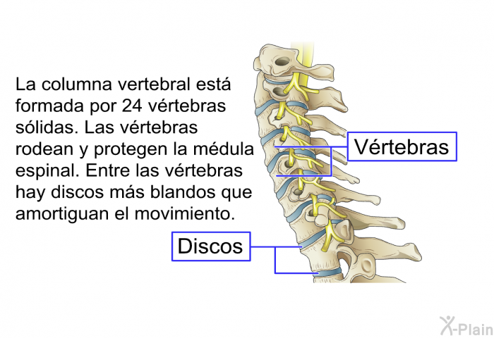 La columna vertebral est formada por 24 vrtebras slidas. Las vrtebras rodean y protegen la mdula espinal. Entre las vrtebras hay discos ms blandos que amortiguan el movimiento.