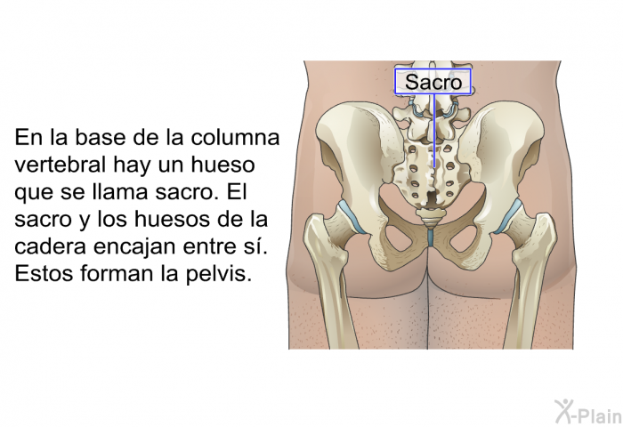 En la base de la columna vertebral hay un hueso que se llama sacro. El sacro y los huesos de la cadera encajan entre s. Estos forman la pelvis.