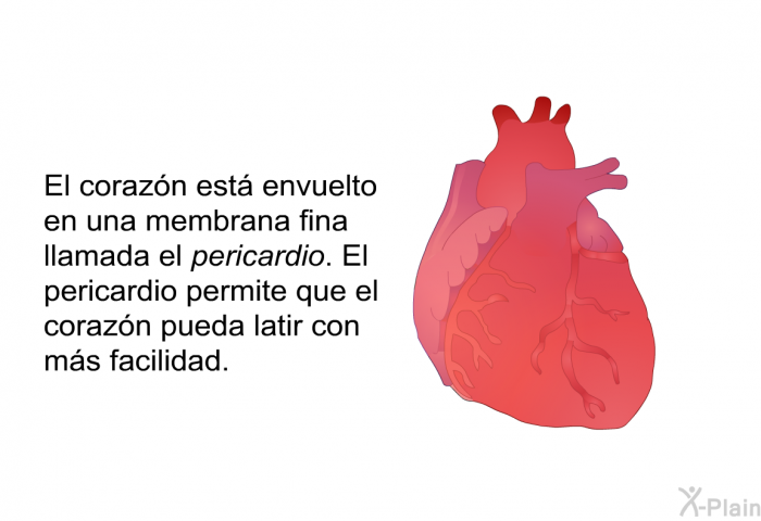 El corazn est envuelto en una membrana fina llamada el pericardio. El pericardio permite que el corazn pueda latir con ms facilidad.