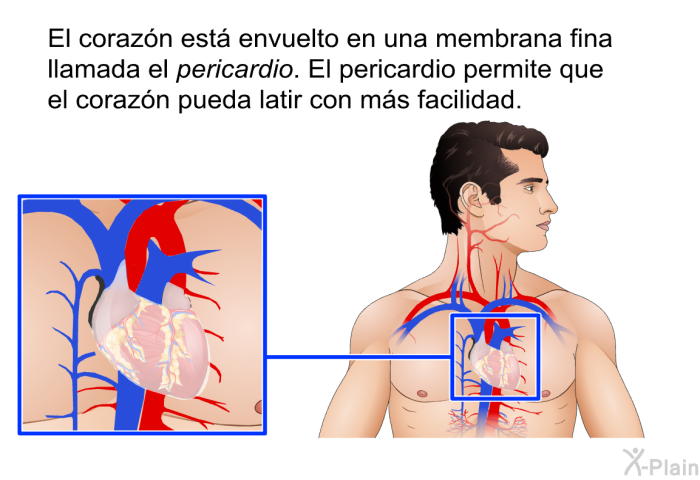 El corazn est envuelto en una membrana fina llamada el pericardio. El pericardio permite que el corazn pueda latir con ms facilidad.