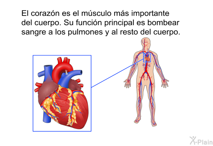 El corazn es el msculo ms importante del cuerpo. Su funcin principal es bombear sangre a los pulmones y al resto del cuerpo.