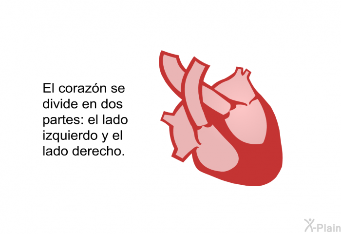 El corazn se divide en dos partes: el lado izquierdo y el lado derecho.
