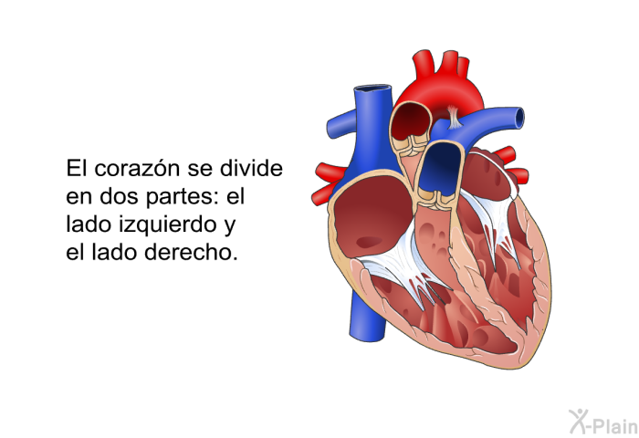 El corazn se divide en dos partes: el lado izquierdo y el lado derecho.