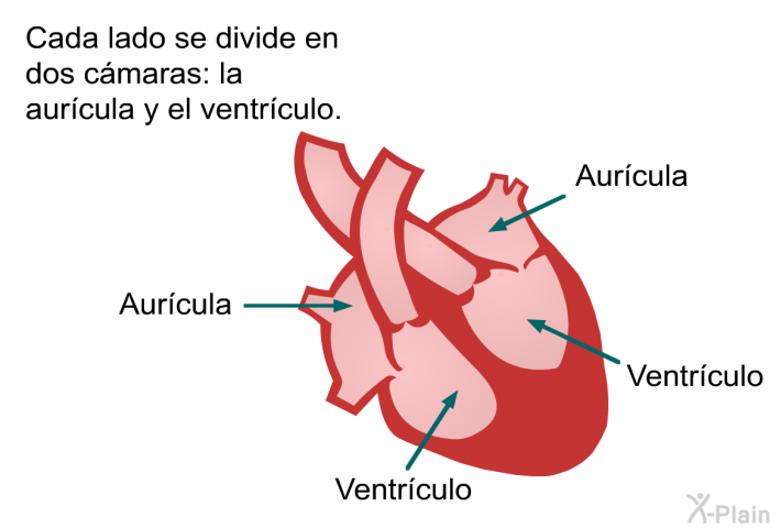 Cada lado se divide en dos cmaras: la aurcula y el ventrculo.