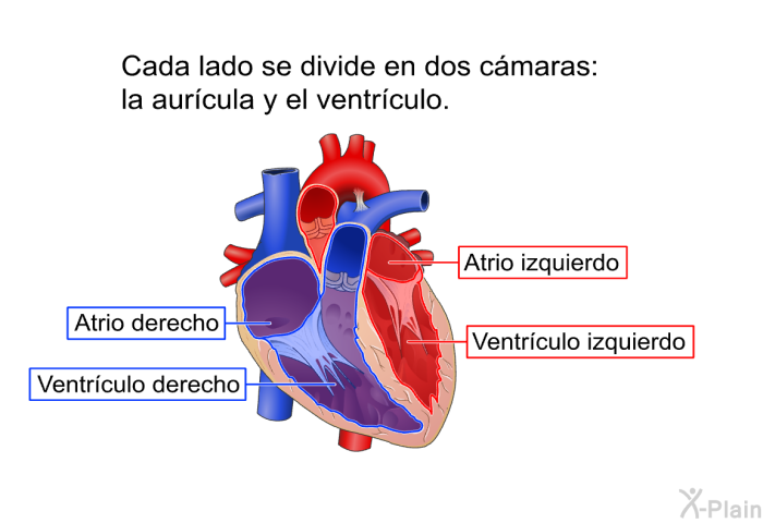 Cada lado se divide en dos cmaras: la aurcula y el ventrculo.