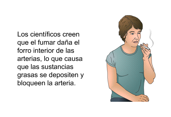 Los cientficos creen que el fumar daa el forro interior de las arterias, lo que causa que las sustancias grasas se depositen y bloqueen la arteria.