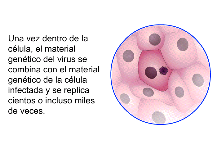 Una vez dentro de la clula, el material gentico del virus se combina con el material gentico de la clula infectada y se replica cientos o incluso miles de veces.
