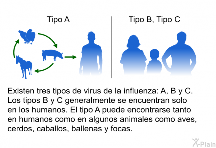 Existen tres tipos de virus de la influenza: A, B y C. Los tipos B y C generalmente se encuentran solo en los humanos. El tipo A puede encontrarse tanto en humanos como en algunos animales como aves, cerdos, caballos, ballenas y focas.
