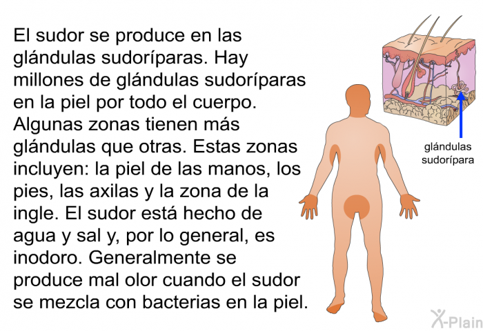 El sudor se produce en las glndulas sudorparas. Hay millones de glndulas sudorparas en la piel por todo el cuerpo. Algunas zonas tienen ms glndulas que otras. Estas zonas incluyen: la piel de las manos, los pies, las axilas y la zona de la ingle. El sudor est hecho de agua y sal y, por lo general, es inodoro. Generalmente se produce mal olor cuando el sudor se mezcla con bacterias en la piel.