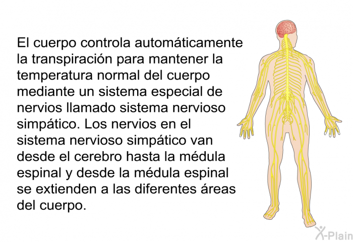 El cuerpo controla automticamente la transpiracin para mantener la temperatura normal del cuerpo mediante un sistema especial de nervios llamado sistema nervioso simptico. Los nervios en el sistema nervioso simptico van desde el cerebro hasta la mdula espinal y desde la mdula espinal se extienden a las diferentes reas del cuerpo.