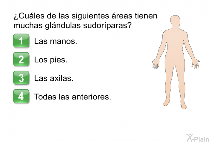 ¿Cules de las siguientes reas tienen muchas glndulas sudorparas?  Las manos. Los pies. Las axilas. Todas las anteriores.