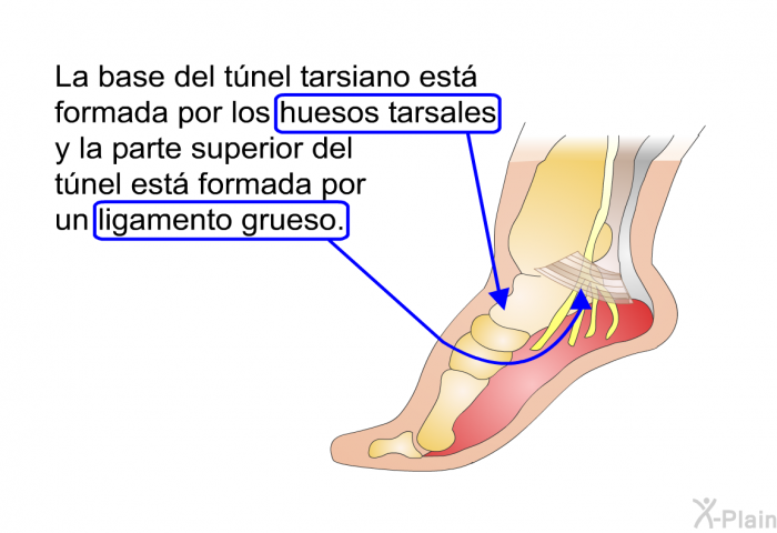 La base del tnel tarsiano est formada por los huesos tarsales y la parte superior del tnel est formada por un ligamento grueso.