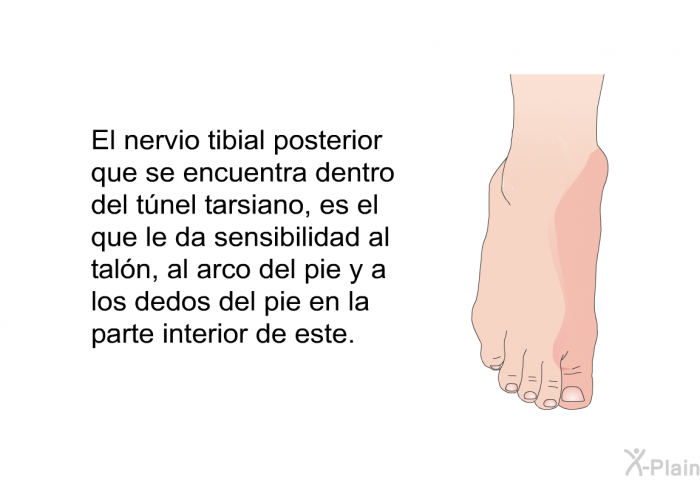 El nervio tibial posterior que se encuentra dentro del tnel tarsiano, es el que le da sensibilidad al taln, al arco del pie y a los dedos del pie en la parte interior de este.