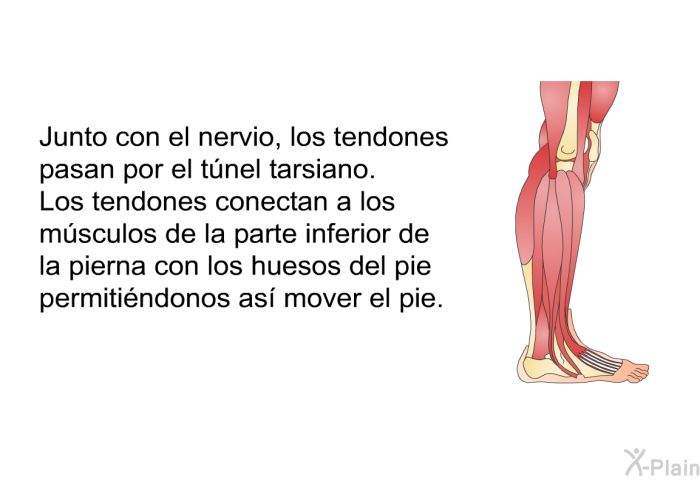 Junto con el nervio, los tendones pasan por el tnel tarsiano. Los tendones conectan a los msculos de la parte inferior de la pierna con los huesos del pie permitindonos as mover el pie.