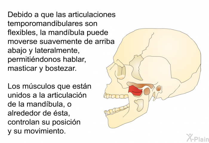 Debido a que las articulaciones temporomandibulares son flexibles, la mandbula puede moverse suavemente de arriba abajo y lateralmente, permitindonos hablar, masticar y bostezar. Los msculos que estn unidos a la articulacin de la mandbula, o alrededor de sta, controlan su posicin y su movimiento.